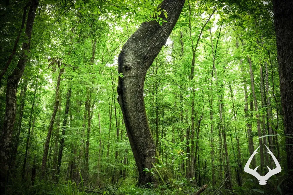 Dorsey Road Hemphill, TX 75948