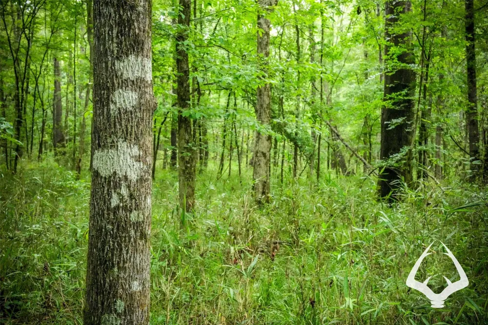 Dorsey Road Hemphill, TX 75948