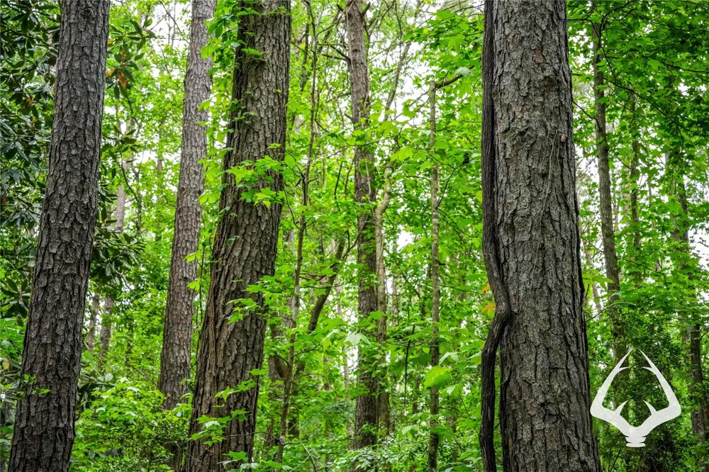 Dorsey Road Hemphill, TX 75948