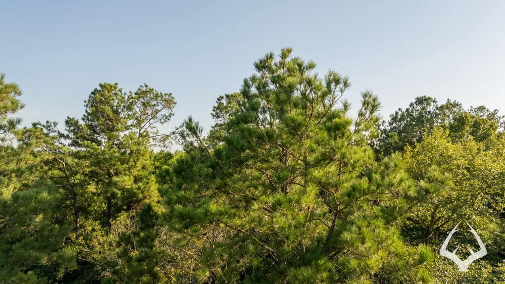 Fm 363 Newton, TX 75966