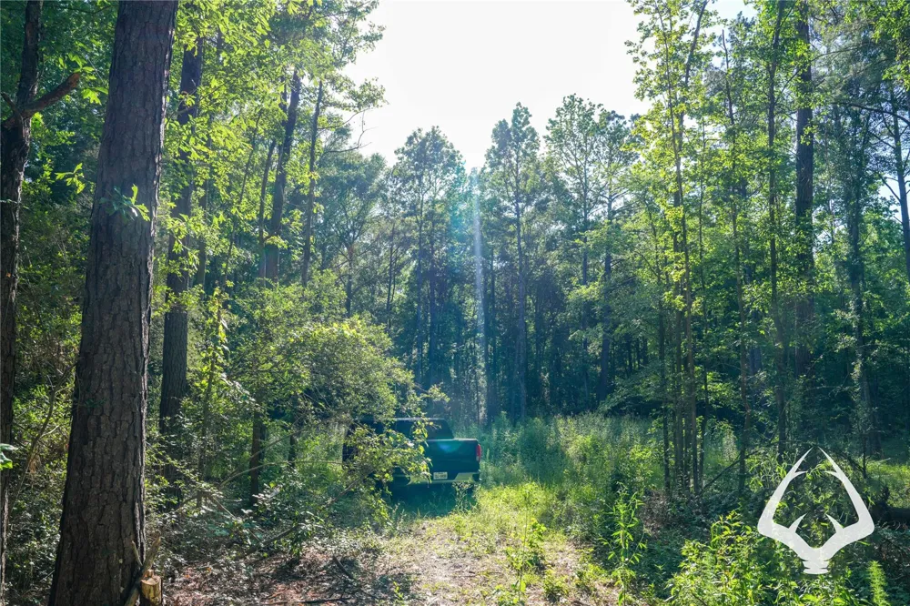 Hwy 69 Colmesneil, TX 75938