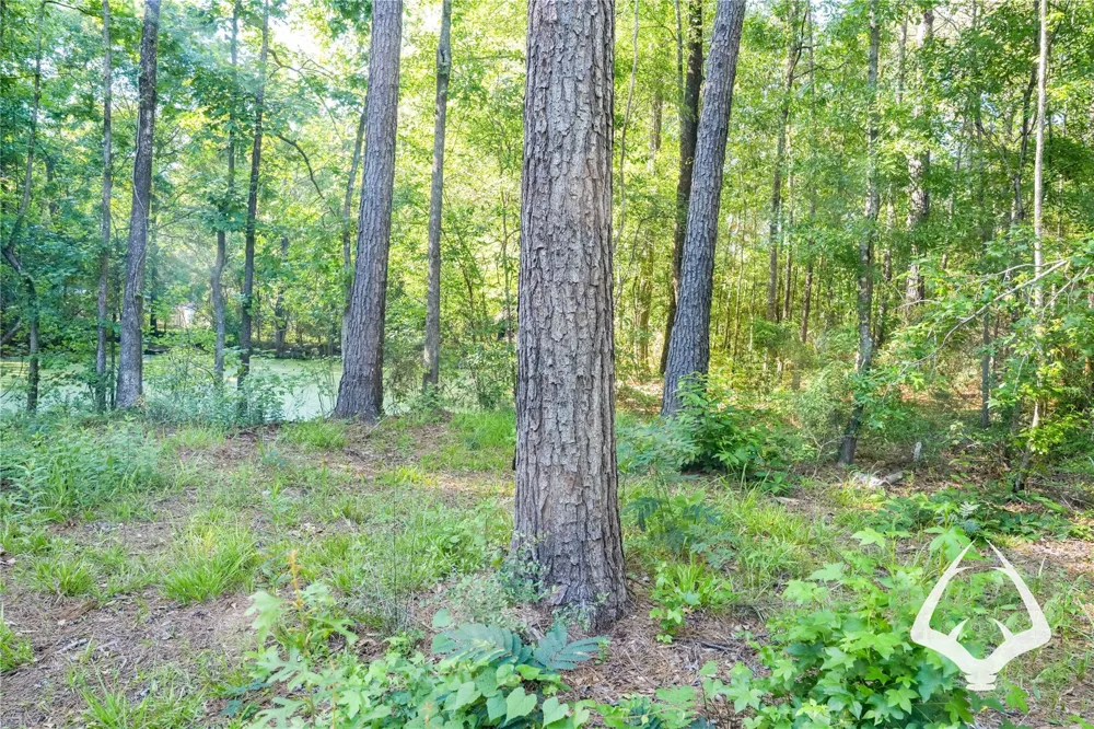 Hwy 69 Colmesneil, TX 75938