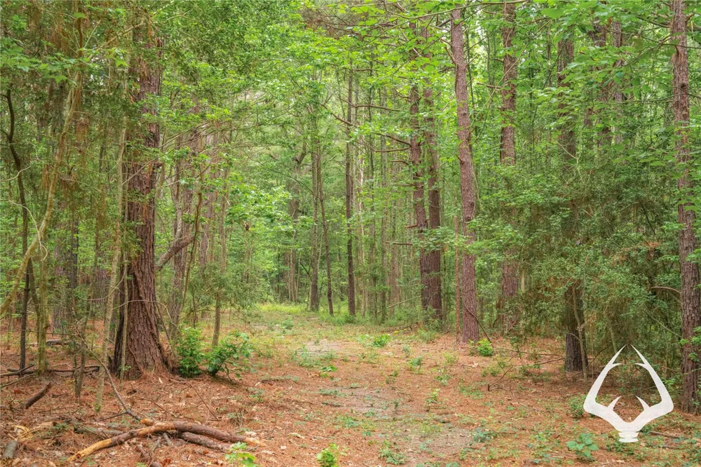 00 Recreational Road 255 Colmesneil, TX 75938