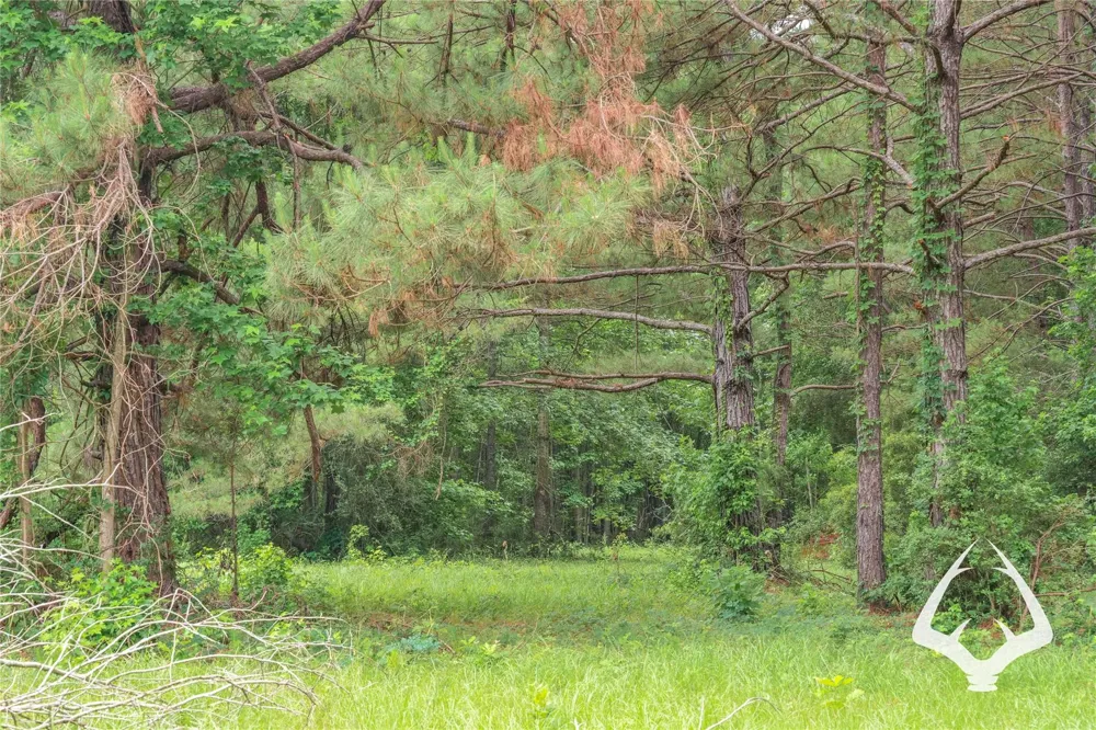 00 Recreational Road 255 Colmesneil, TX 75938