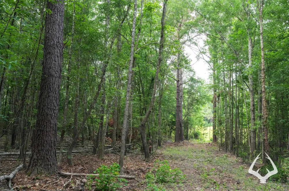 00 Recreational Road 255 Colmesneil, TX 75938