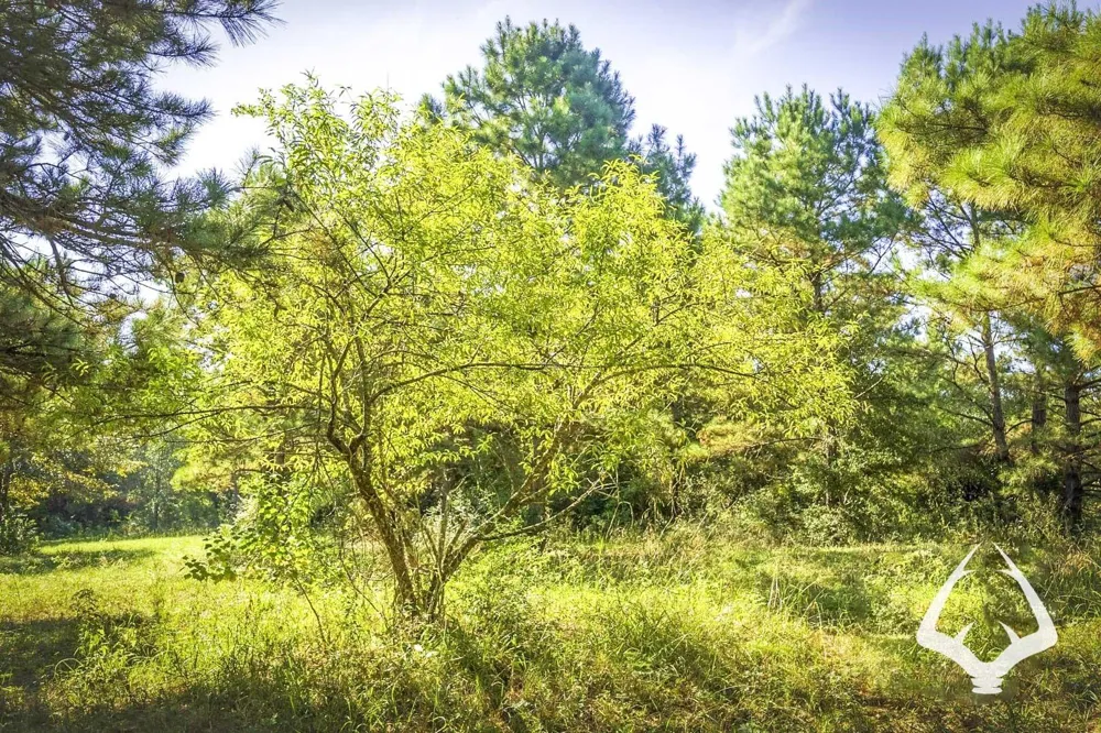 1580 00 County Road 4366 Tenaha, TX 75974