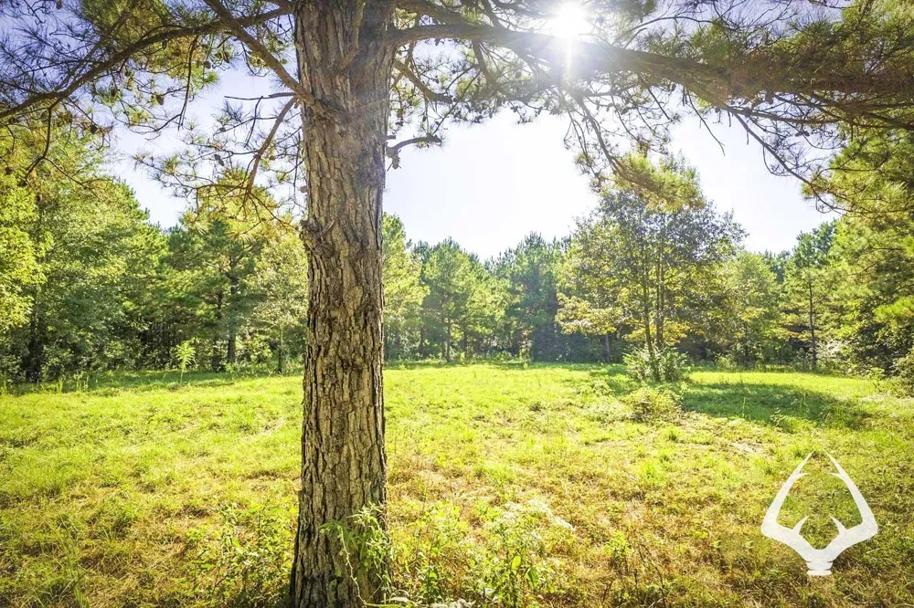 1580 00 County Road 4366 Tenaha, TX 75974