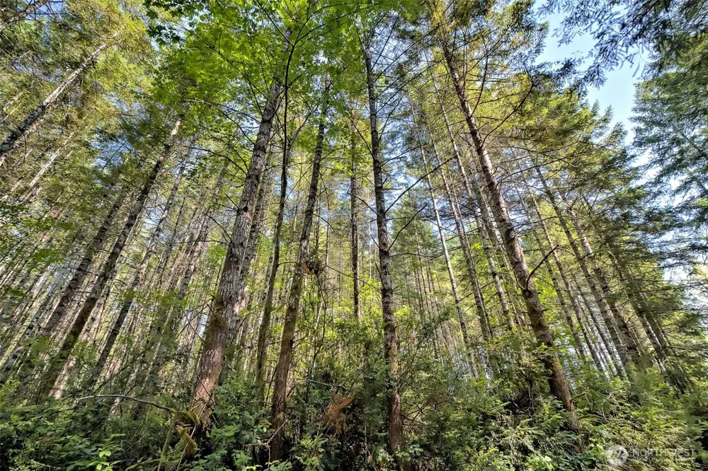 0 Tahuya Valley Drive E Tahuya, WA 98588
