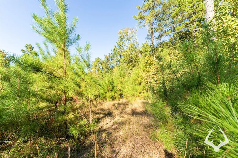 County Road 3250 Mount Enterprise, TX 75681