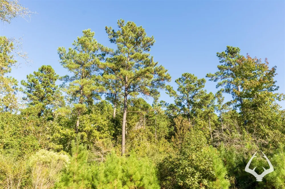 County Road 3250 Mount Enterprise, TX 75681