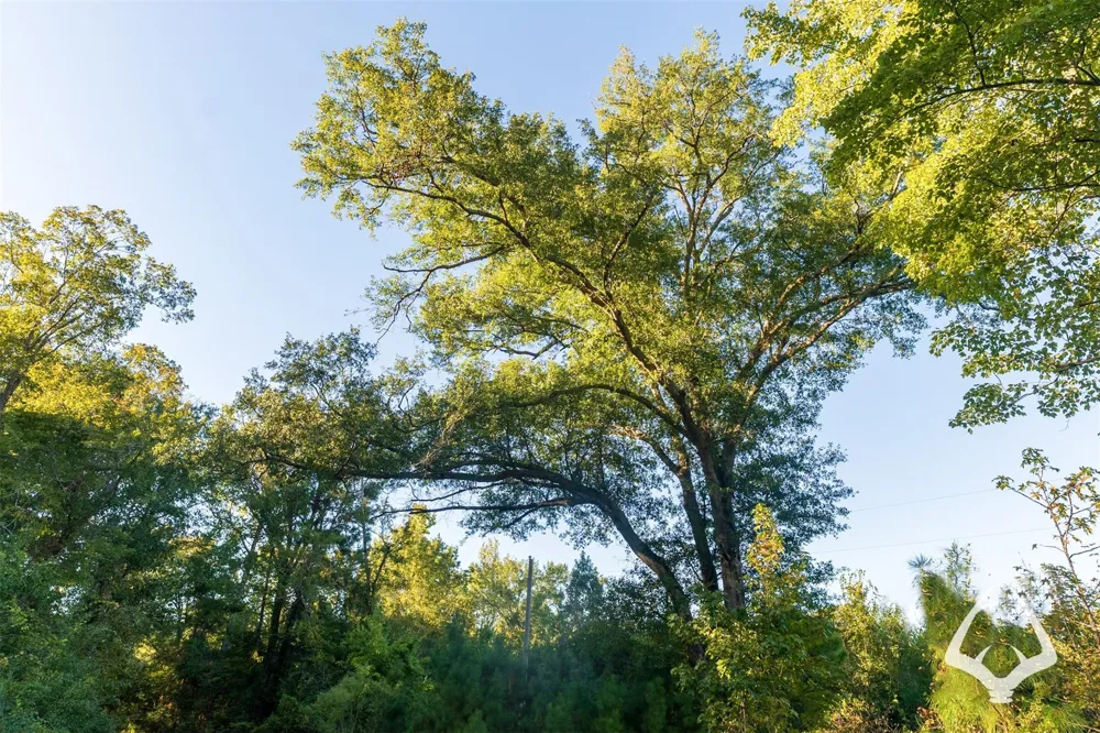 County Road 3250 Mount Enterprise, TX 75681