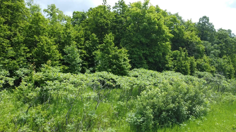 TBD 355th Street Richville, MN 56576