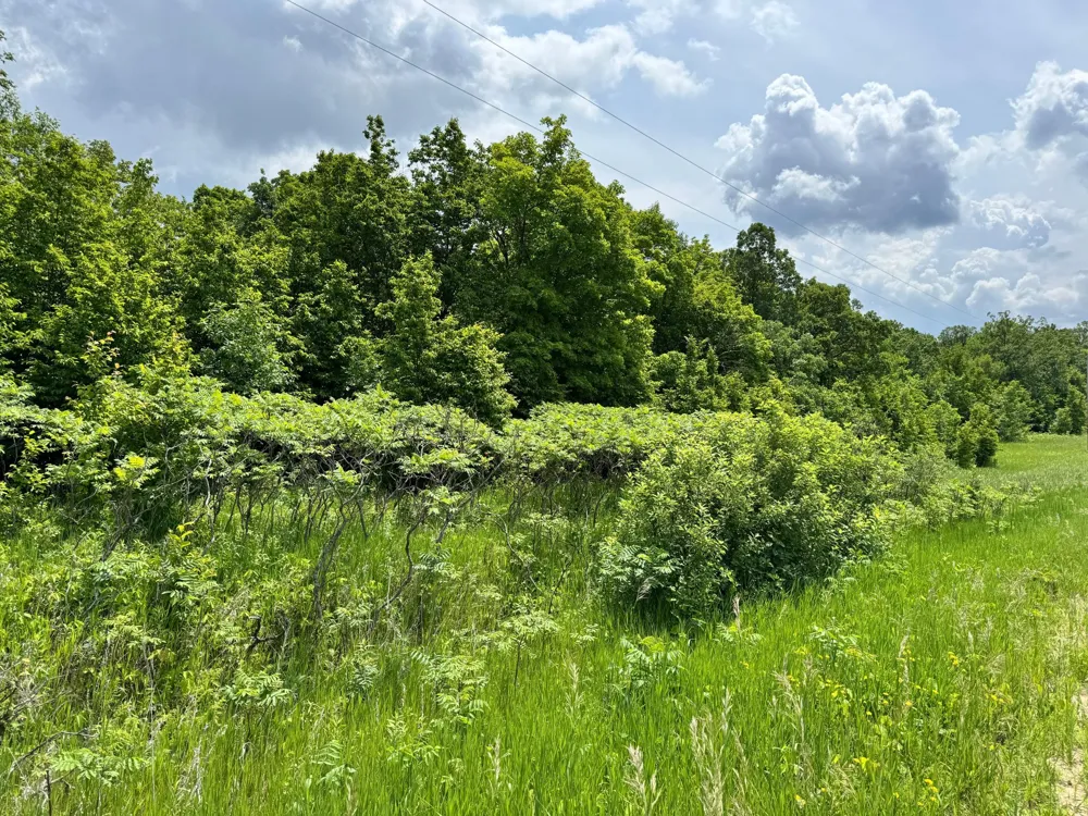 TBD 355th Street Richville, MN 56576