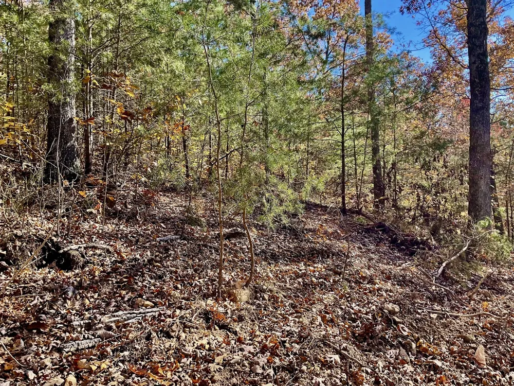 0 Forrest Crossing Waverly, TN 37185
