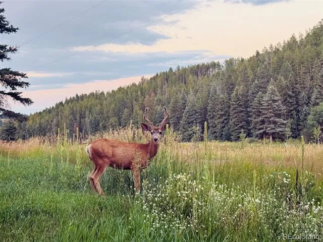 26955 Stagecoach Road Conifer, CO 80433