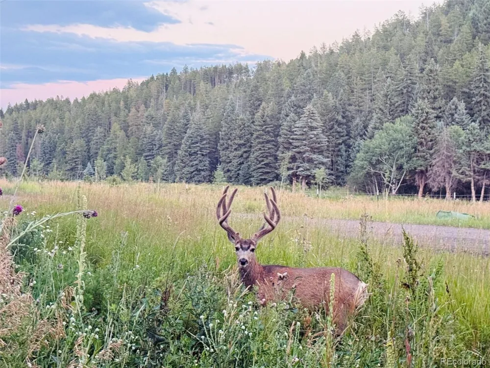 26955 Stagecoach Road Conifer, CO 80433