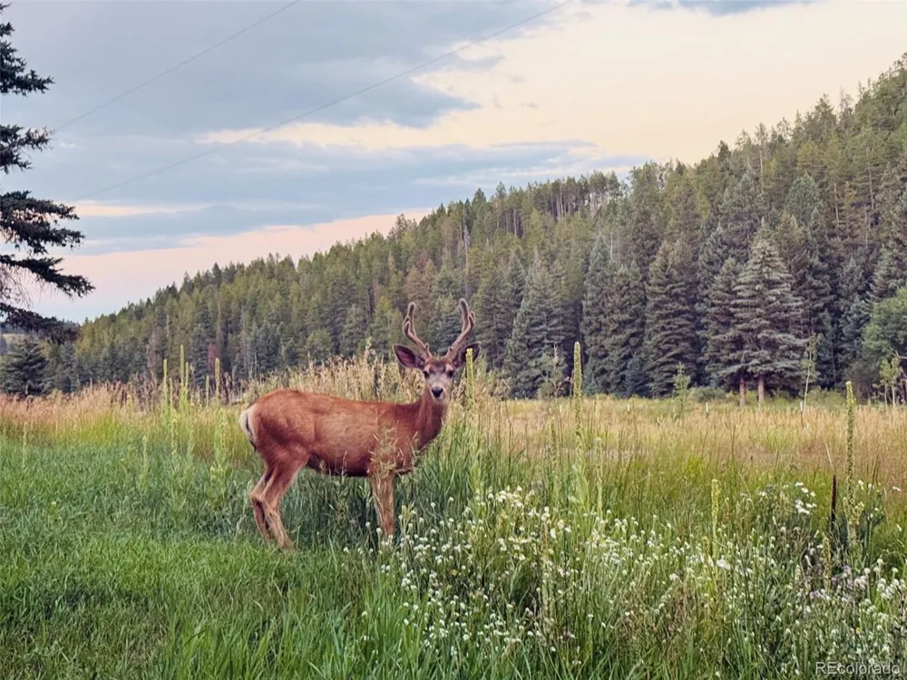 26955 Stagecoach Road Conifer, CO 80433