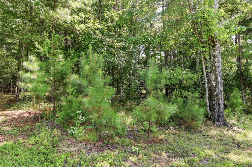 Raulston Falls Road Jasper, TN 37347