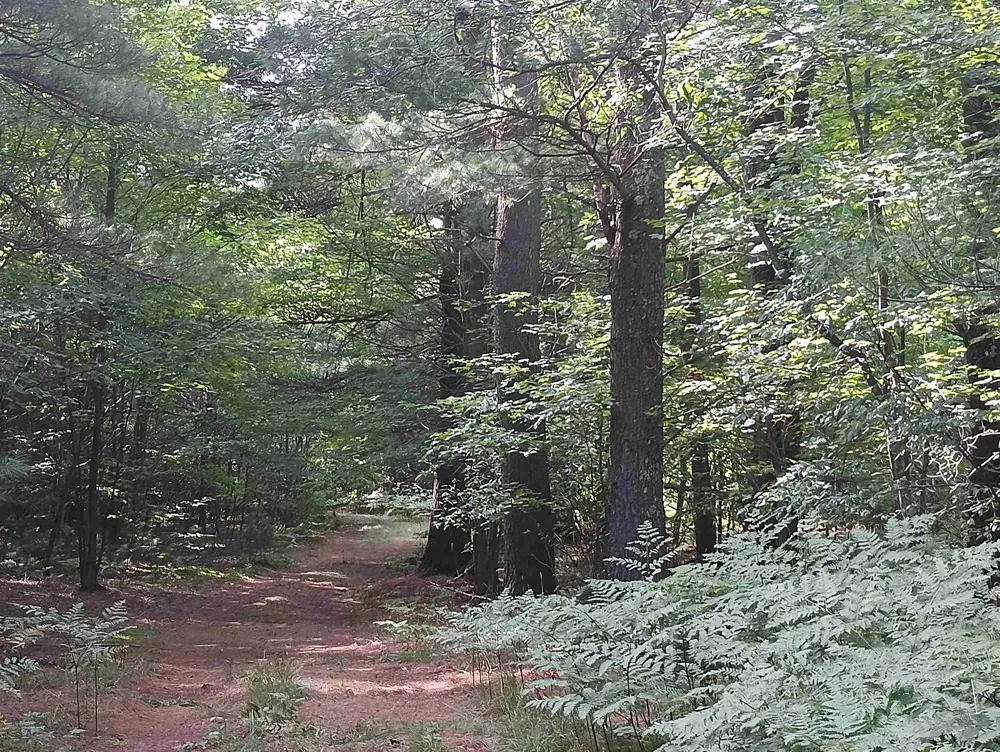 Wallaker Road Joyfield Township, MI 49617
