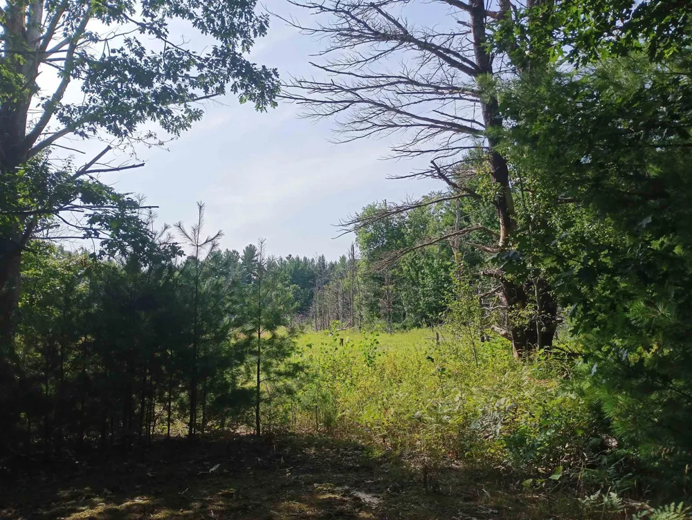 Wallaker Road Joyfield Township, MI 49617
