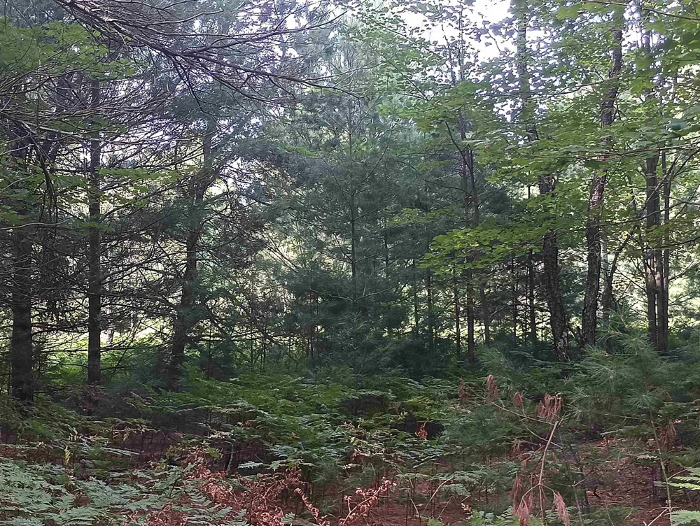 Wallaker Road Joyfield Township, MI 49617