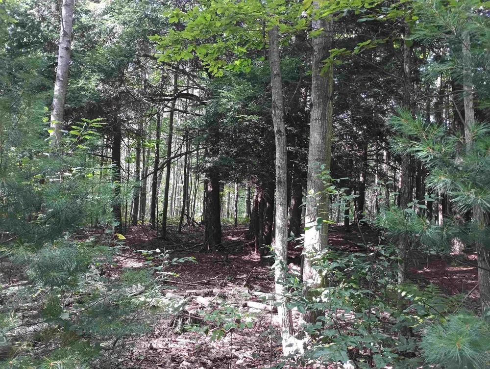 Wallaker Road Joyfield Township, MI 49617