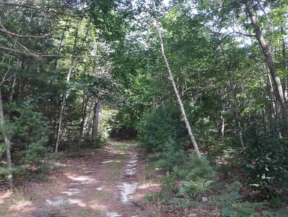 Wallaker Road Joyfield Township, MI 49617