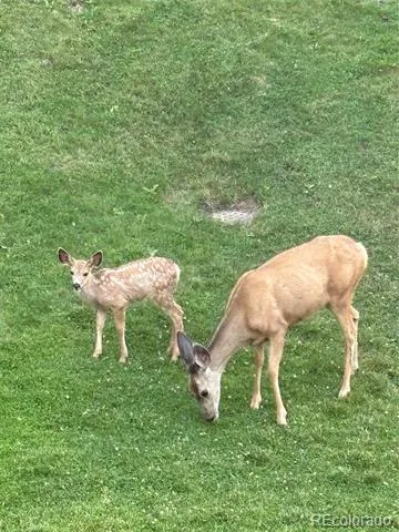 722 Ridgeside Drive Golden, CO 80401