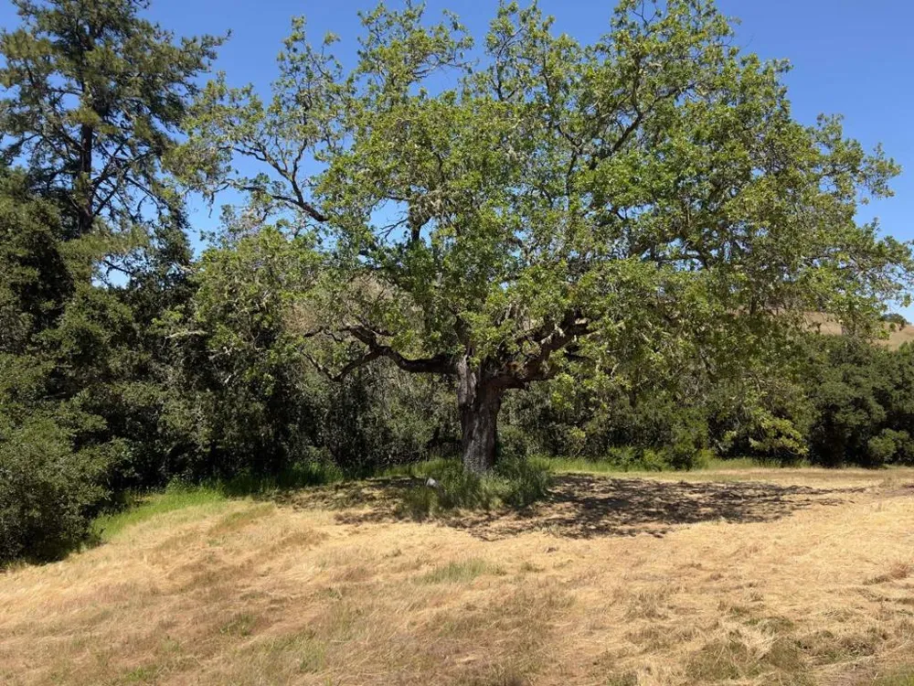 3 Ohlone Trace Carmel, CA 93923