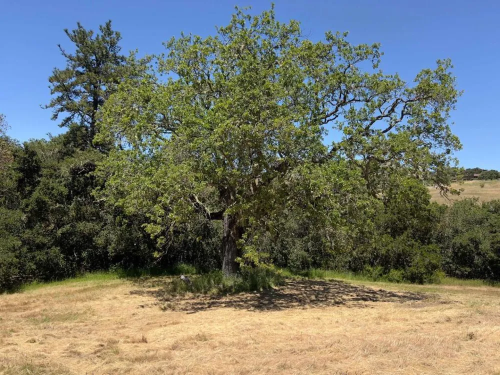 3 Ohlone Trace Carmel, CA 93923