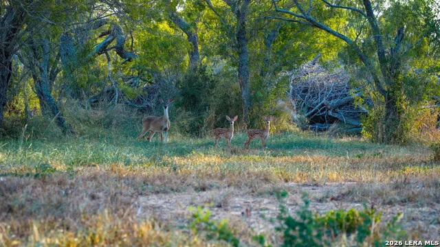 106 County Road 253 Poth, TX 78147