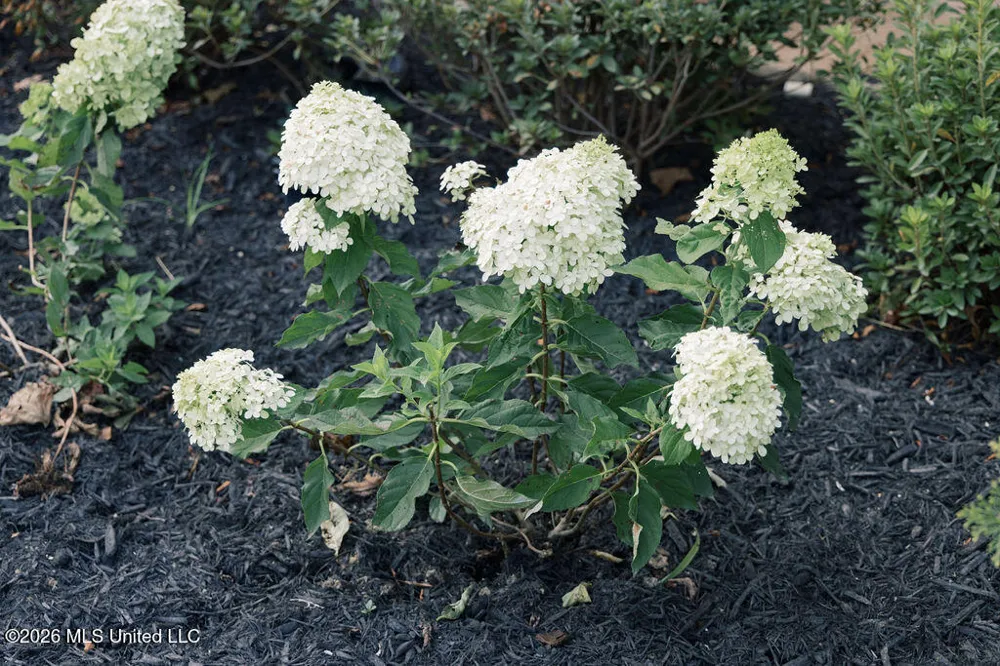 5163 Old Barn Cove Coldwater, MS 38618