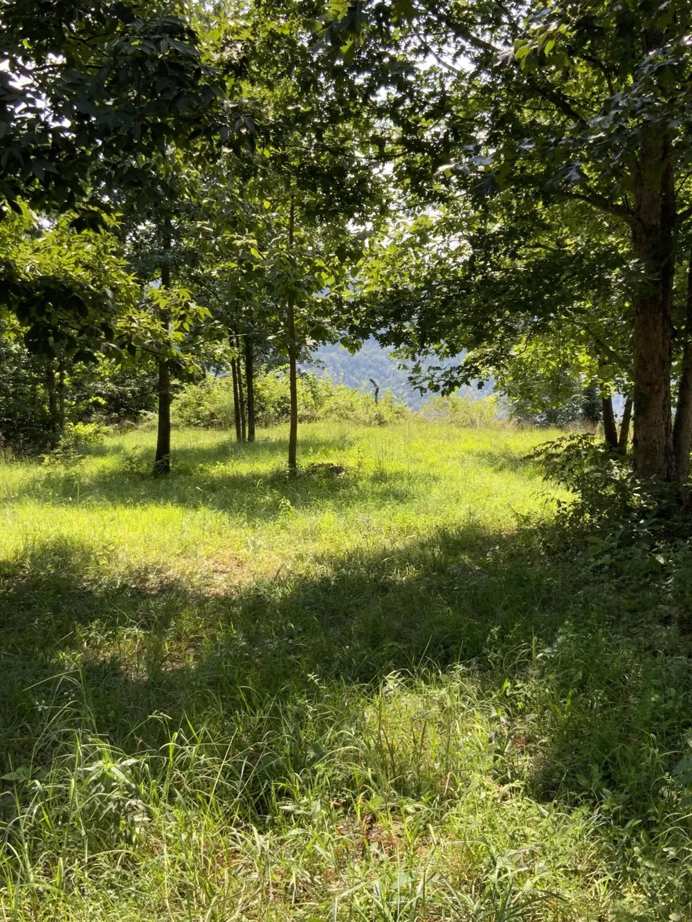 277 Sunset Circle Jasper, TN 37347