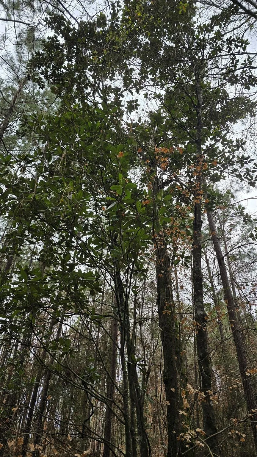 Cr 1150 Woodville, TX 75979