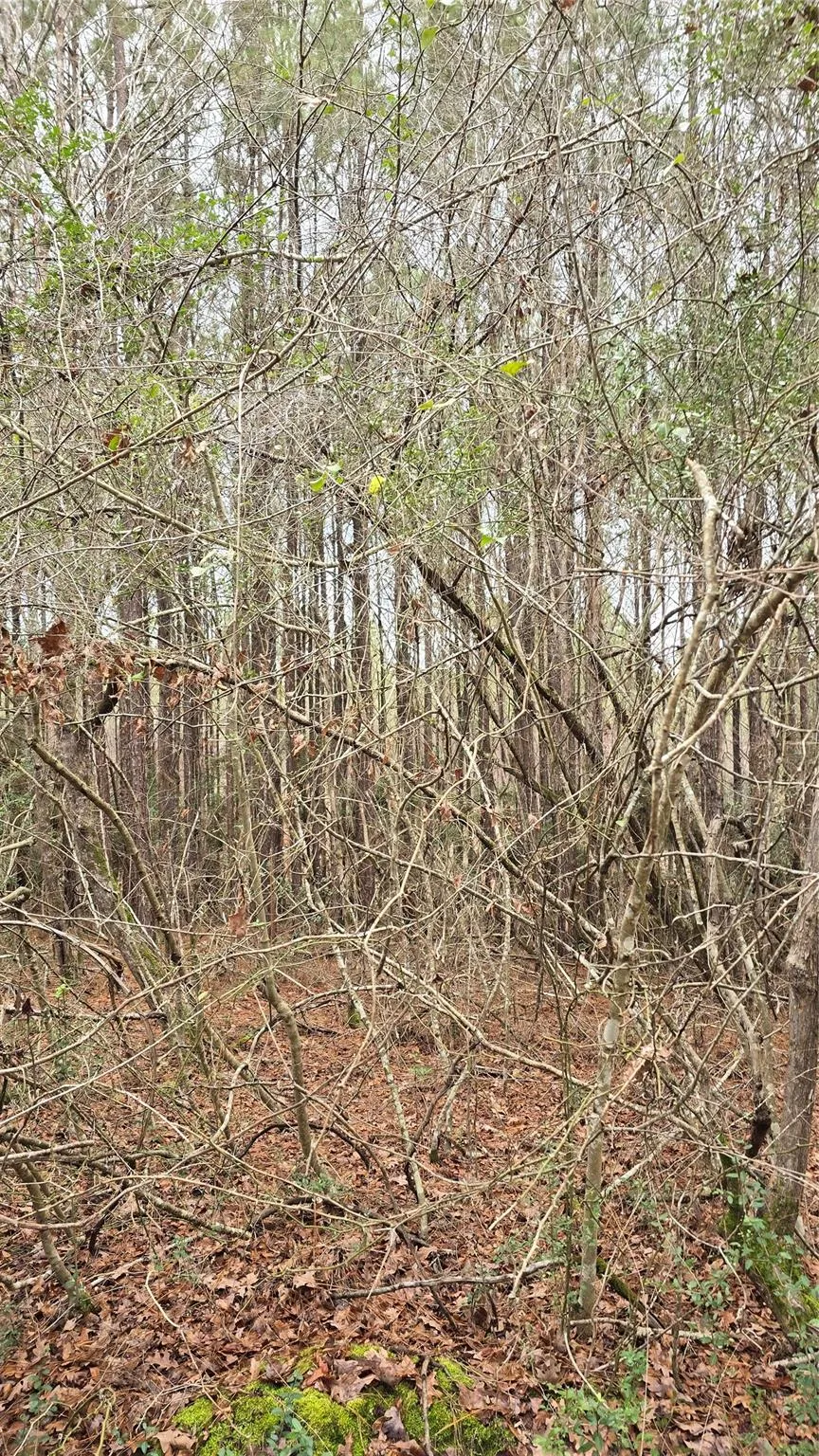 Cr 1150 Woodville, TX 75979