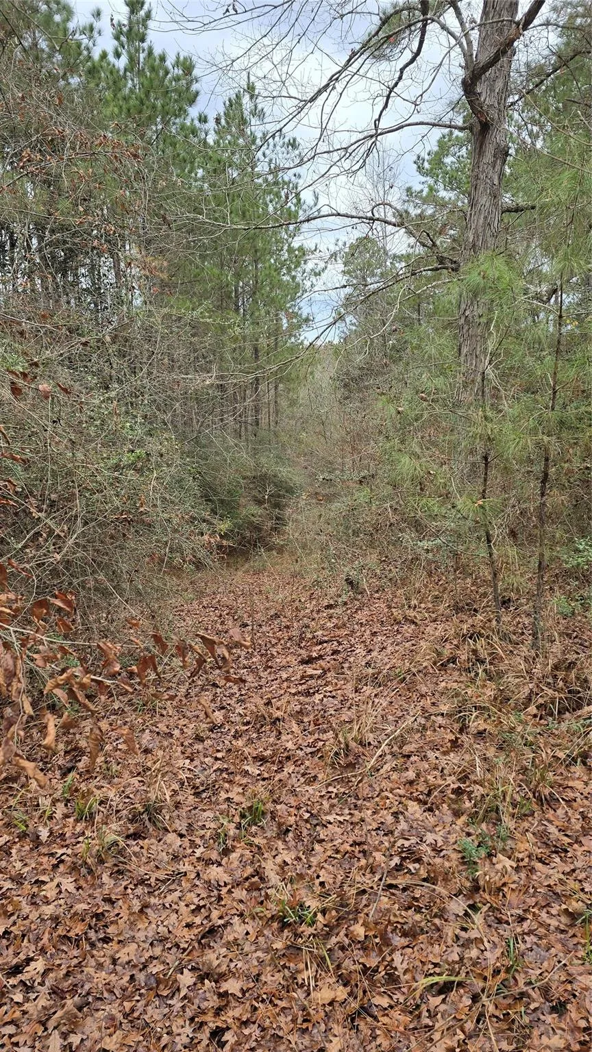 Cr 1150 Woodville, TX 75979