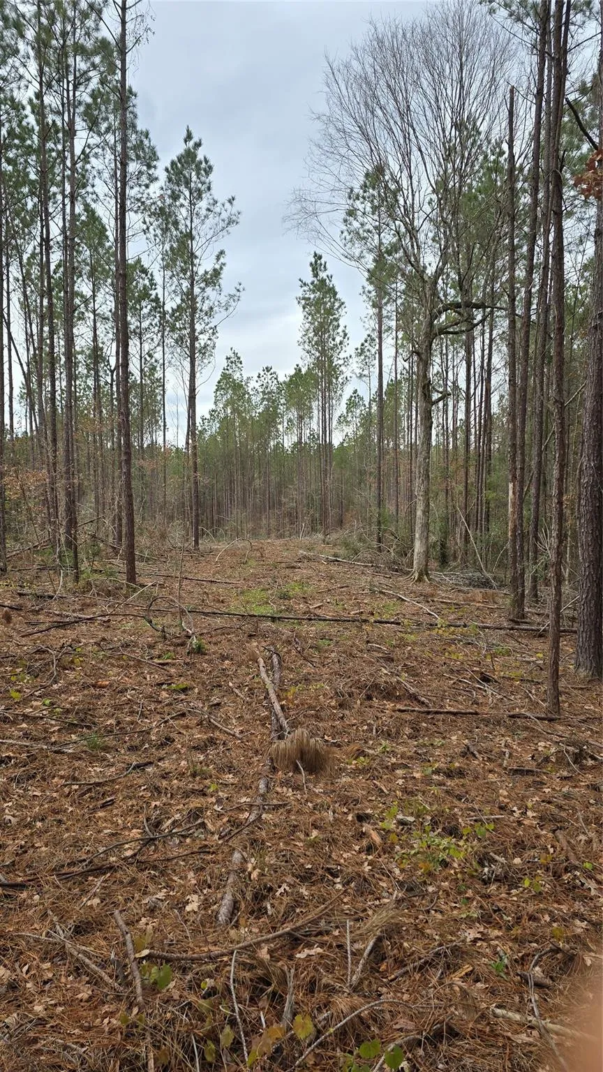 Cr 1150 Woodville, TX 75979