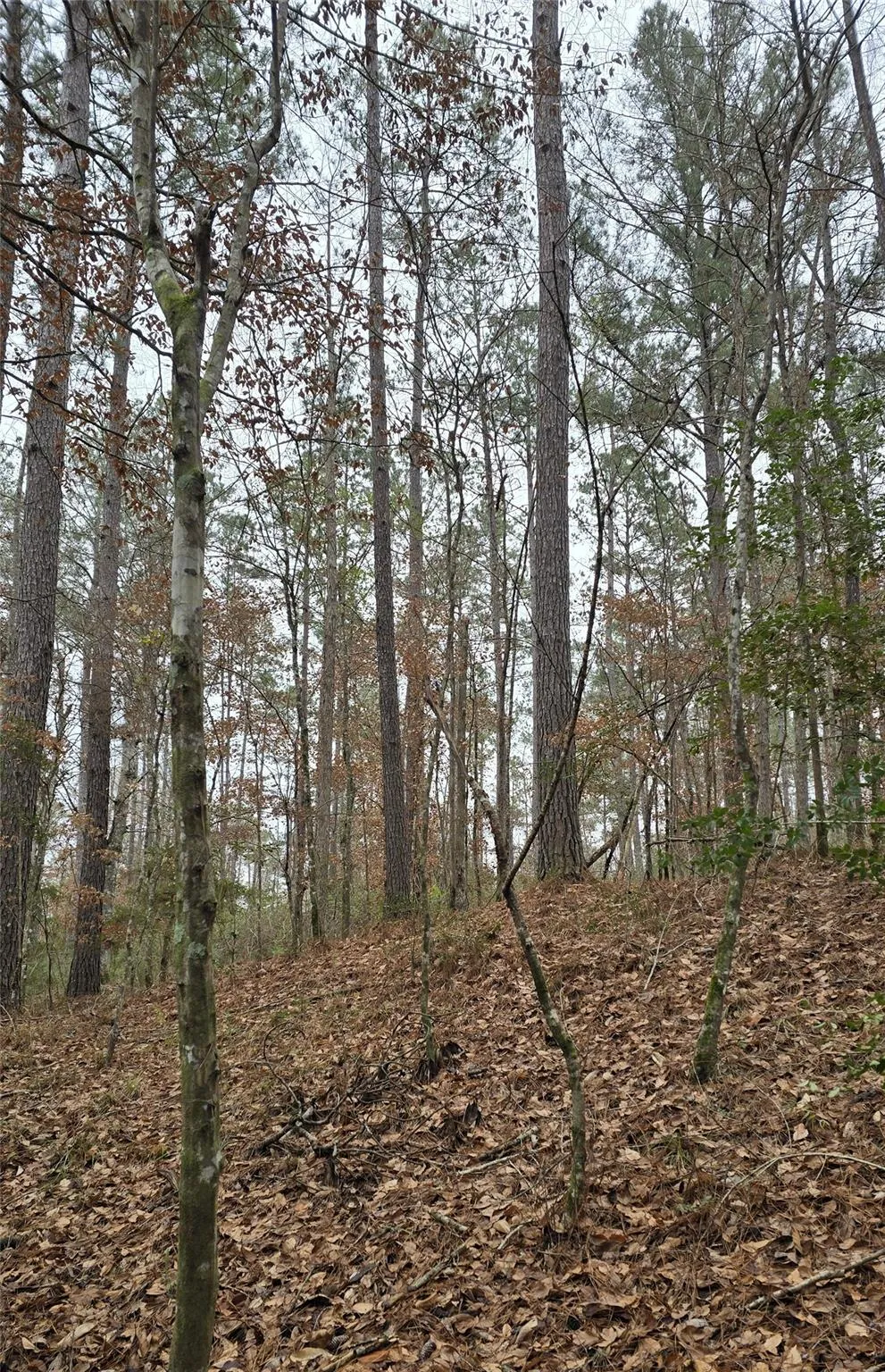 Cr 1150 Woodville, TX 75979