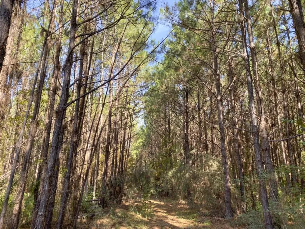 Cr 1150 Woodville, TX 75979