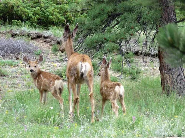 520 Fox Acres Drive W Drive W Red Feather Lakes, CO 80545