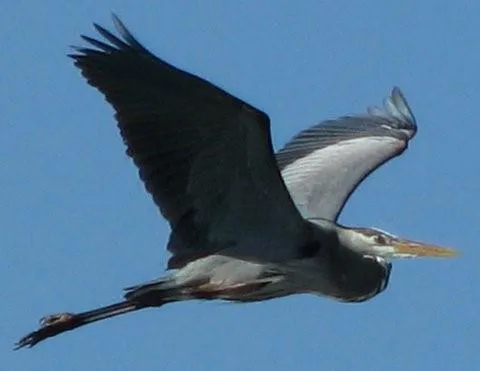 2 Hawkeye Hitchcock, TX 77563