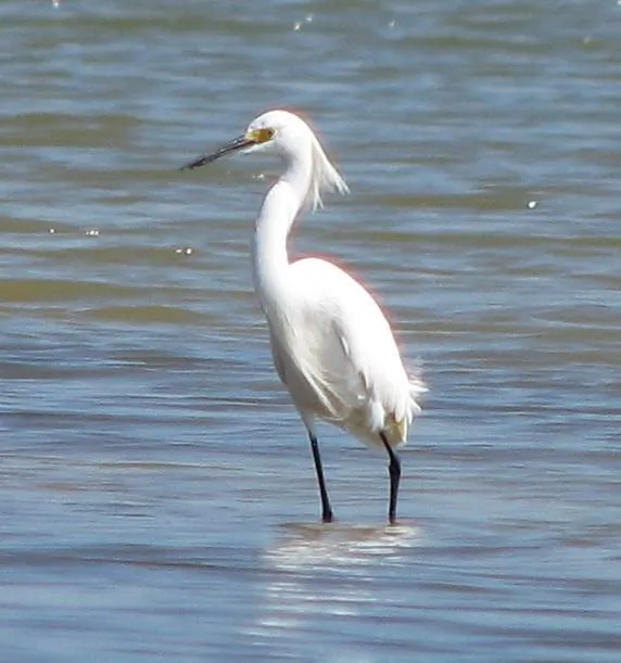 2 Hawkeye Hitchcock, TX 77563