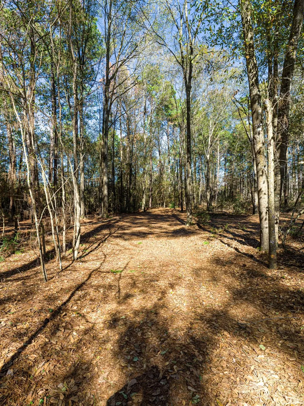11201 County Road 203 Plantersville, TX 77363