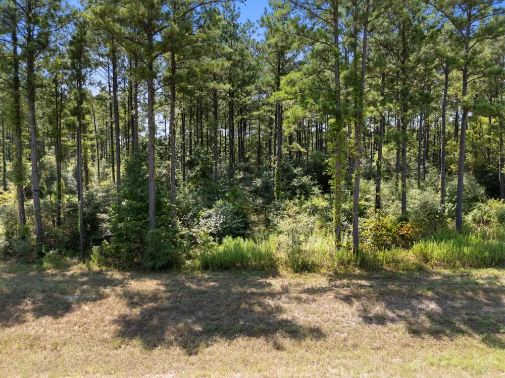 15735 Wooded Trail Way Willis, TX 77378