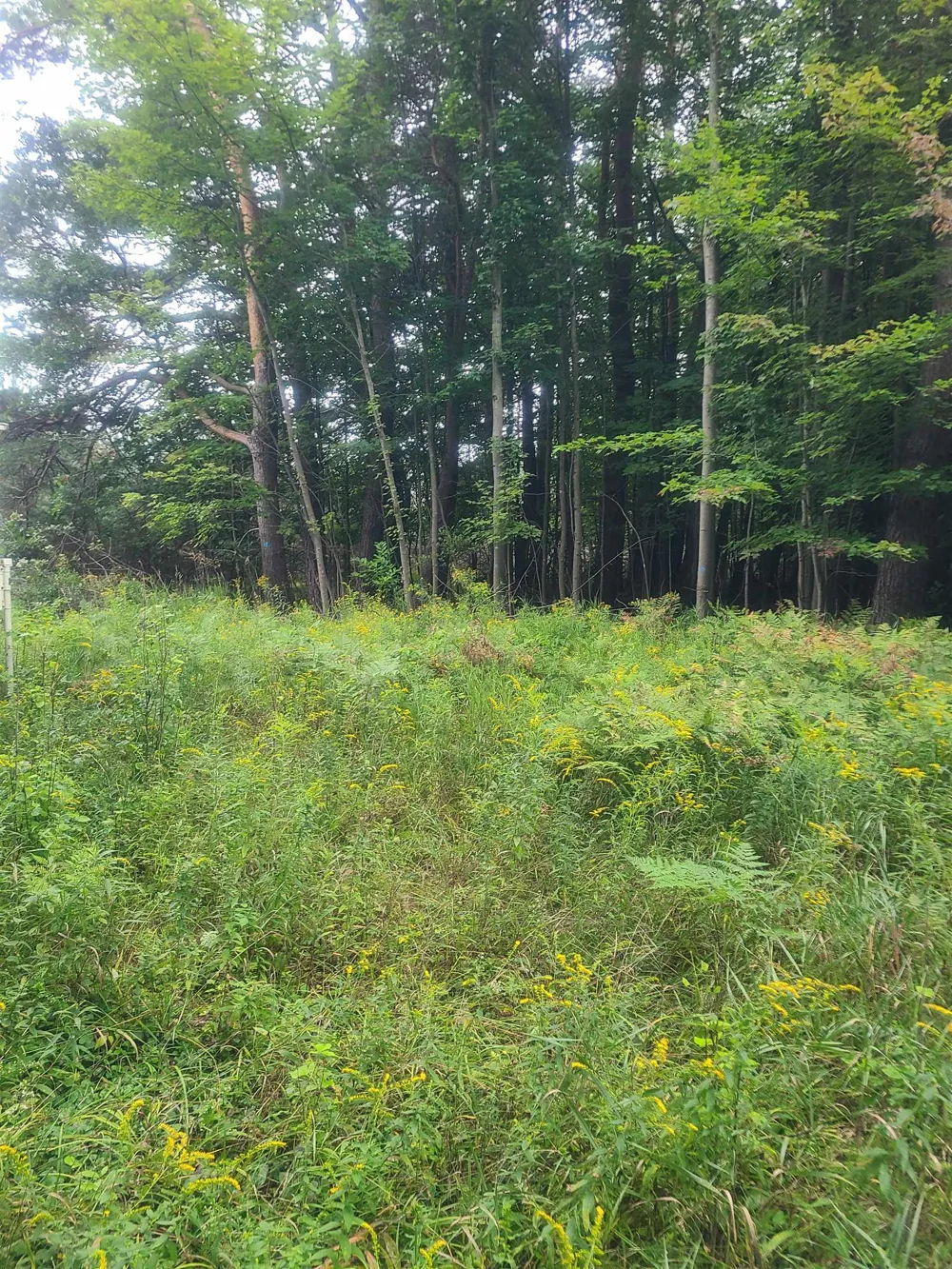 M-55 Reno Township, MI 48770