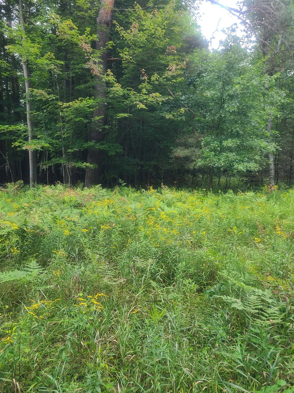 M-55 Reno Township, MI 48770