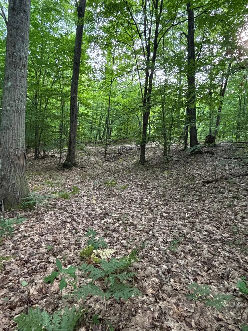 2905 E Jackson Road Crystal Township, MI 49459
