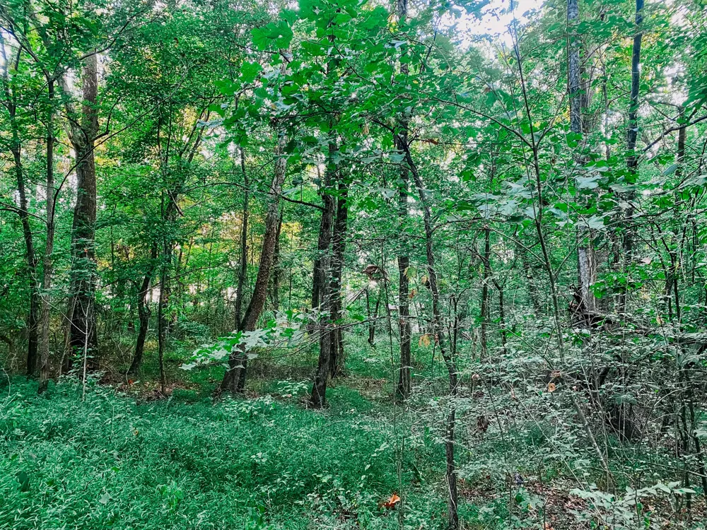 1006 Clearview Pt Cottontown, TN 37048
