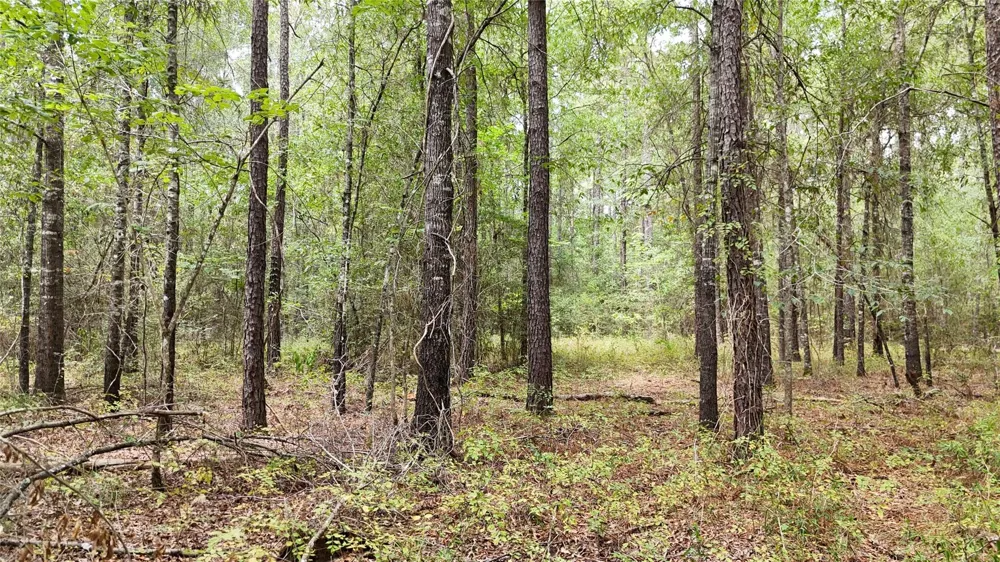 Douglas Nugent Road Livingston, TX 77351
