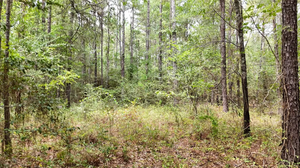 Douglas Nugent Road Livingston, TX 77351